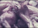 DPM-01U-000U0J-001_PROXY.m4v